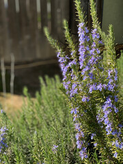 Obraz premium Rosemary plants and blossoms