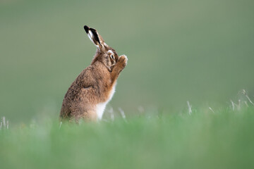 European Brown Hare cleaning