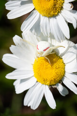 Obraz premium A Goldenrod Crab Spider sits on an invasive Oxeye Daisy waiting for prey to arrive at Carden Alvar Provincial Park in Ontario, Canada.