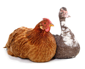 Chicken and duck are sitting.