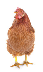 Small brown chicken.