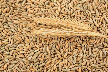 Agriculture background - two spikelets of rye on rye grains.
