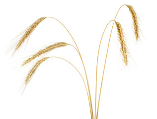 Spikelets of rye isolated on a white background. Ears of rye.