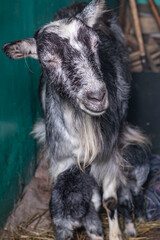 Home environment. The goat has just farrowed and protects its offspring. Small depth of field. Soft focus. A small paddock in a rustic style.