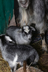 Home environment. The goat has just farrowed and protects its offspring. Small depth of field. Soft focus. A small paddock in a rustic style.