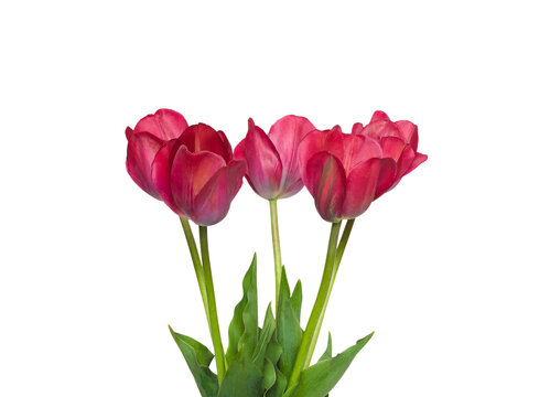 Bouquet of red tulip flowers isolated on white background
