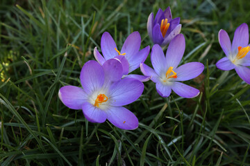 A group of Crocuses in the city park
