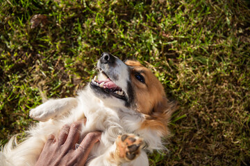 Portrait of a dog receiving cuddles from his owner