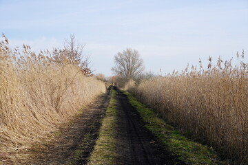 Obraz premium Wanderweg zwischen hohen Schilfhalmen bei Sonnenschein und milchig blauem Himmel im Naturschutzgebiet Rietzer See in Brandenburg