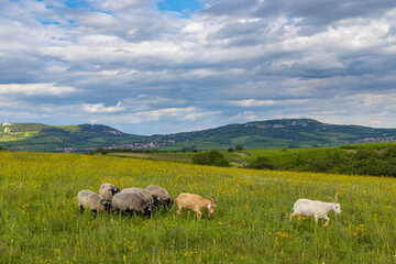 Fototapeta na wymiar sheep in spring landscape near Dolni Dunajovice, Palava region, South Moravia, Czech Republic