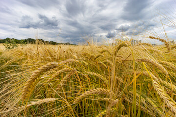 Rye sown just before the harvest, Western Bohemia, Czech Republic