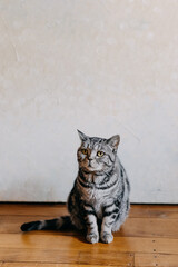 Grey tabby cat sitting on the floor, on white wall background.