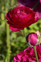 fleurs de couleur © MEGA