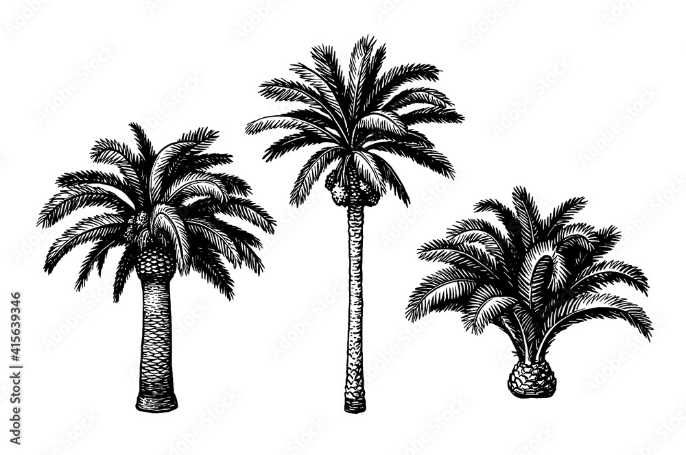 Canvas Prints ink sketch of date palm.