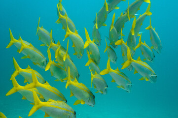 Fototapeta na wymiar Underwater sea life, School of tropical yellow fish Bengal Snapper ( Lutjanus bengalensis ), Seychelles