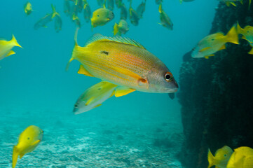 Obraz na płótnie Canvas Underwater sea life, Tropical yellow fish, School of tropical yellow fish Bengal Snapper ( Lutjanus bengalensis ), Seychelles
