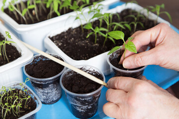 Hands with young little pepper plant. Growing, seeding, transplant seedling, houseplant, vegetables at home
