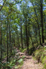 Obraz premium The Glass House Mountains in the Hinterland on the Sunshine Coast