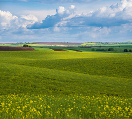Spring evening view with rapeseed yellow blooming fields in sunlight with cloud shadows. Natural seasonal, good weather, climate, eco, farming, countryside beauty concept.