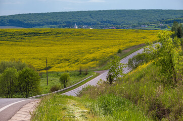 Spring rapeseed yellow blooming fields