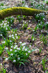 early spring forest with spring snowflake, Vysocina, Czech Repubic