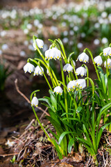 early spring forest with spring snowflake, Vysocina, Czech Repubic