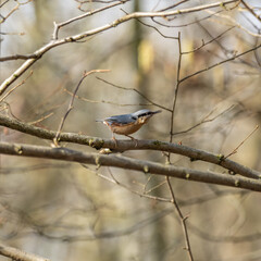 Nuthatch Perched on a Branch