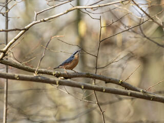 Nuthatch Perched on a Branch