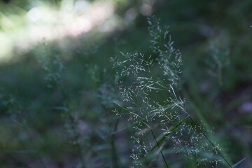 Gramin&eacute;e en for&ecirc;t