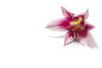one Pink lily flowers head Isolated on white background.