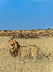 Lion in the grass