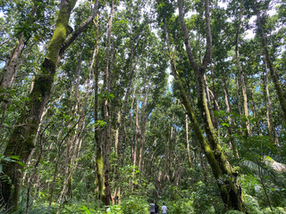 Fototapeta premium tree in the woods