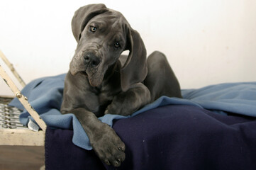 pies młody  © Lula4ever