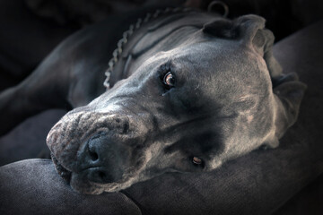 dog niemiecki portret © Lula4ever