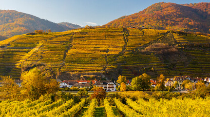 autumn vineyard and Spitz in Wachau region, Austria