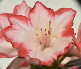 Fototapeta na wymiar Azalia, kwiat