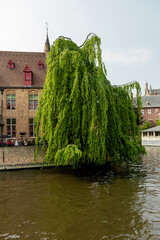 willow over water_1