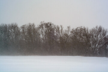Obraz na płótnie Canvas trees in the snow storm