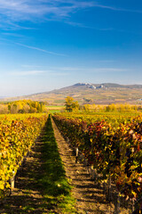 Fototapeta na wymiar Vineyards near Dolni Dunajovice in Palava region, Southern Moravia, Czech Republic