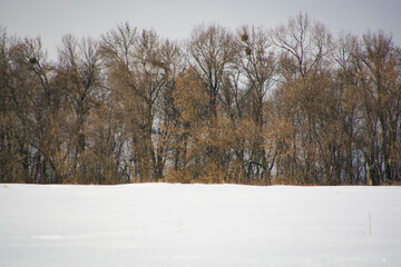 landscape with trees line  and snow in winter