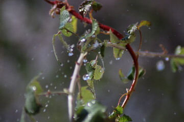 rain drops on a red leaf