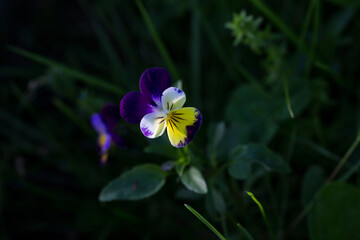 pansies grow on a background of green grass
