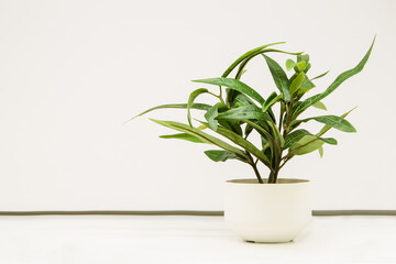 Fototapeta na wymiar Artificial plant in a white decorative ceramic pot on a white background. Use of artificial plants in interior, office decor. Space for text.