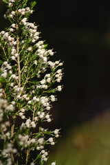 Tree heath white flowers