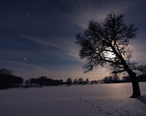 Fototapeta na wymiar Night landscape with single tree moon and snow 