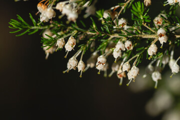 Tree heath white flowers