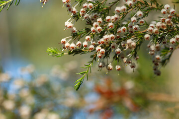 Tree heath white flowers