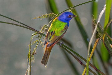 Male Painted Bunting - Peaceful Waters 
