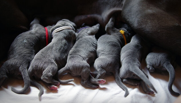 szczeniaki karmienie