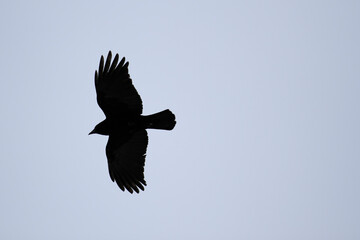 Soaring Crow
